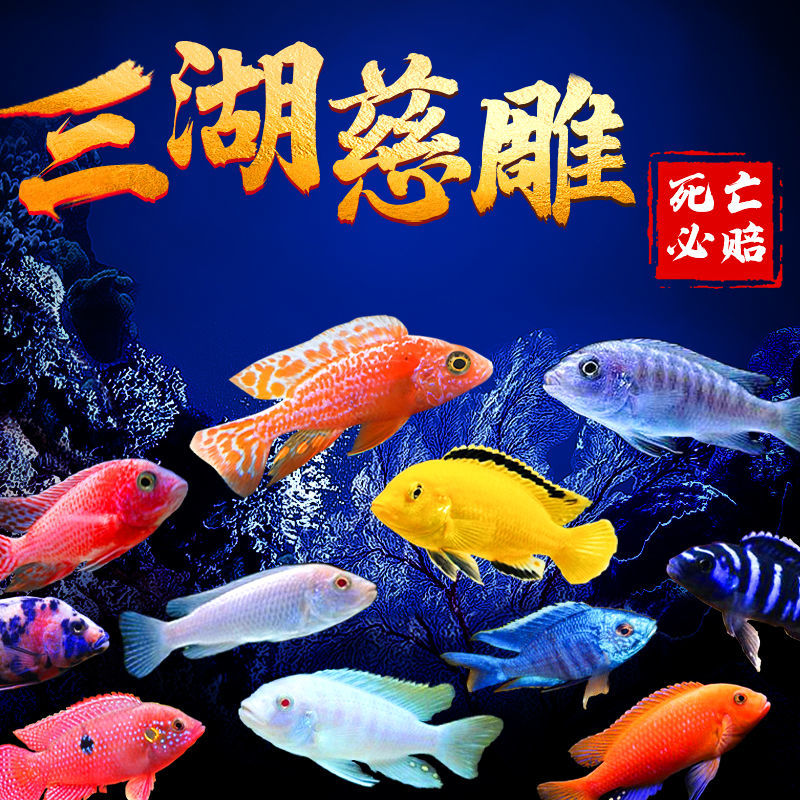 淡水鱼三湖慈鲷鱼好养耐活练手鱼