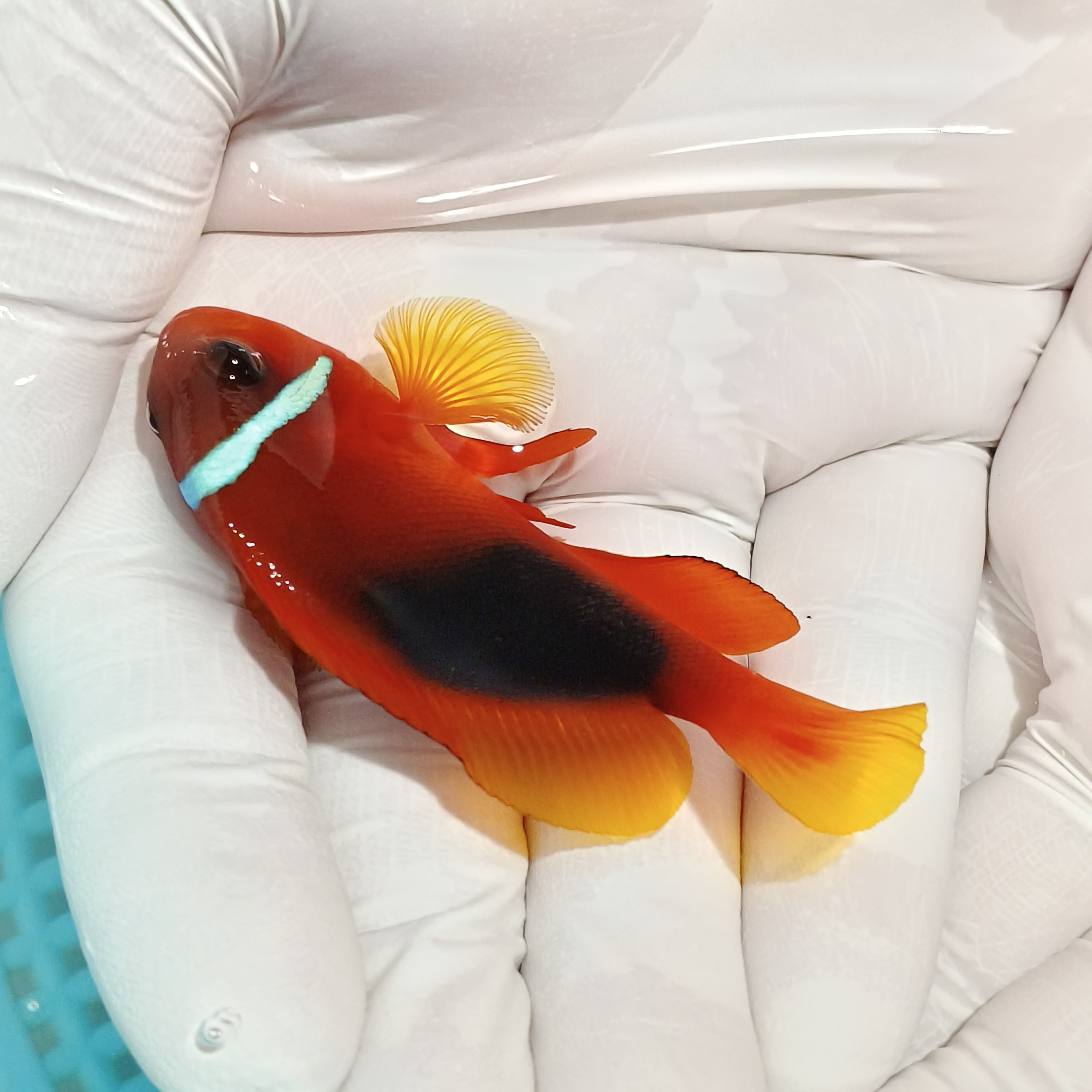 红番茄小丑 海水鱼观赏鱼活体包活报损 顺丰包活包损,宠物/宠物食品及用品,鱼,淘宝优惠券,粉丝福利购,淘宝优惠卷