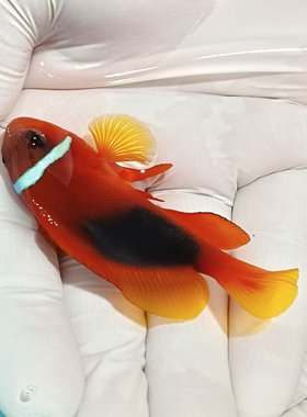 番茄小丑海水鱼活体报损顺丰