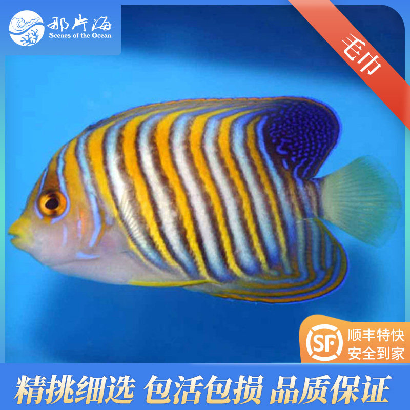 那片海 毛巾神仙鱼 海水鱼活体观赏鱼海缸海洋生物