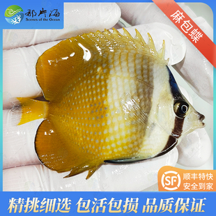 那片海麻包蝶蓝头蝶凤梨蝶海水鱼活体观赏鱼珊瑚缸新手可养温和