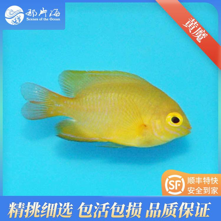 黄魔黄雀黄么海水鱼雀鲷