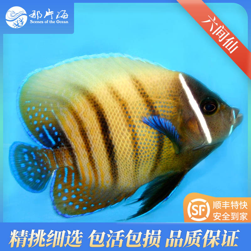 那片海六间仙 仙科海水鱼热带鱼顺丰西安发