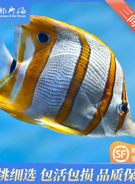 三间鱼那片海水族宠物