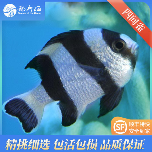 十年老店那片海 四间雀海水鱼海水生物海水宠物顺丰发