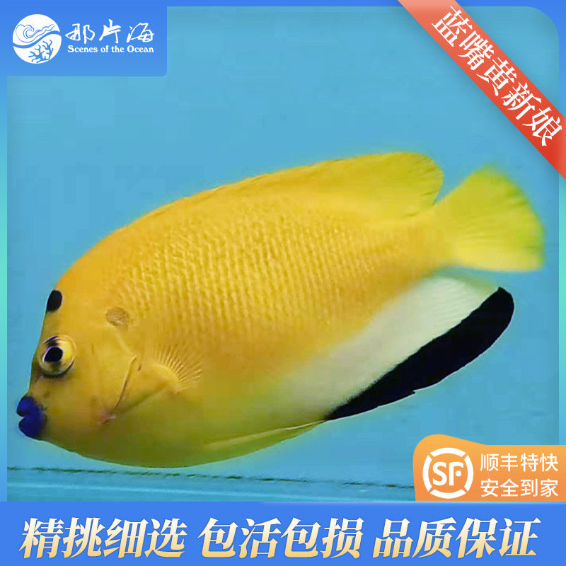 那片新娘海水鱼活体神仙珊瑚生物
