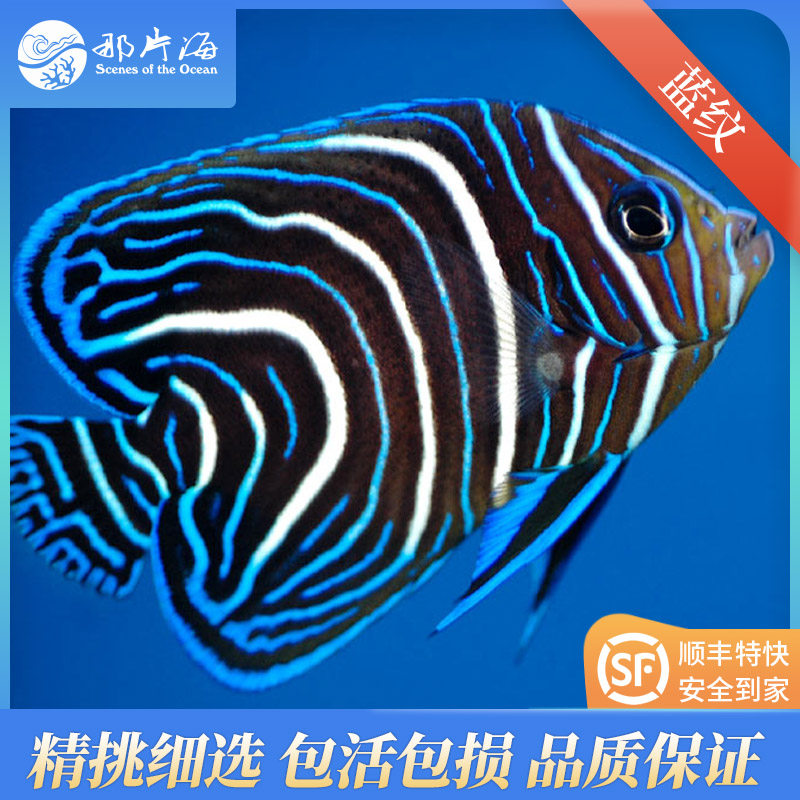 那片海蓝纹北斗神仙 高兰海水鱼珊瑚活体 海缸观赏宠物鱼水族生物