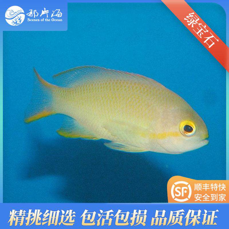 绿帆船海金鱼绿宝石海金鱼可混养群游观赏鱼海水鱼活体宠物