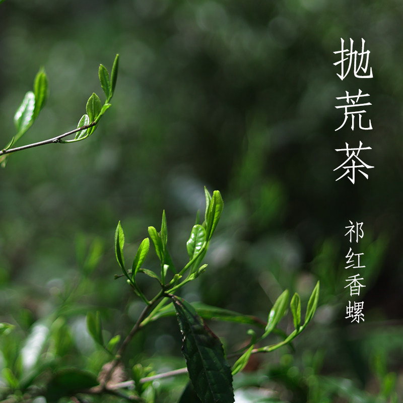 【2026新茶】 历口祁门红茶 五年抛/荒手工红香螺 250g