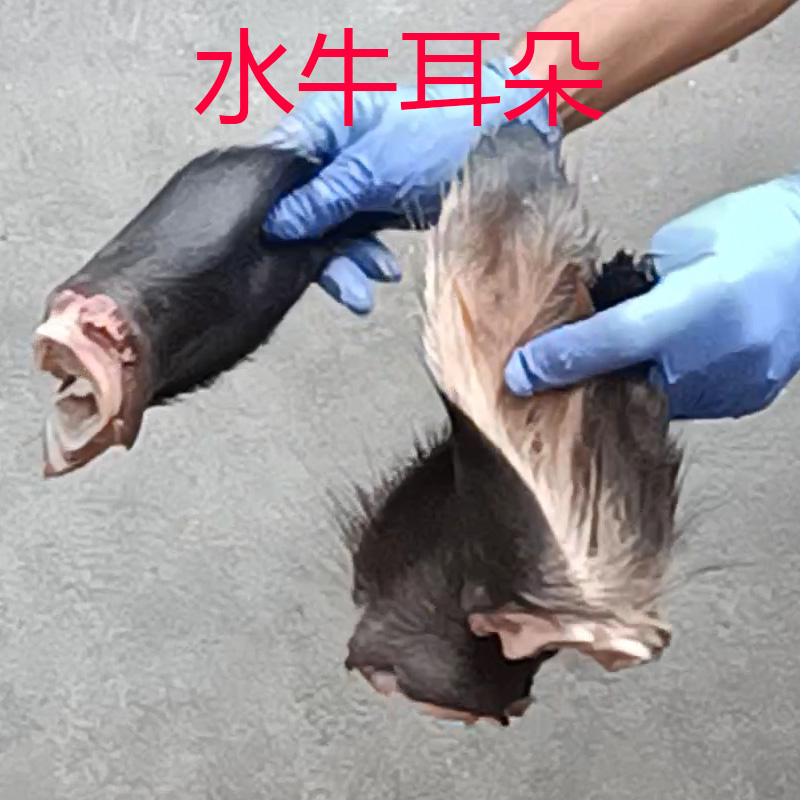 新疆西藏偏远地方不发货，水牛耳朵农家散养水牛耳朵新鲜现杀