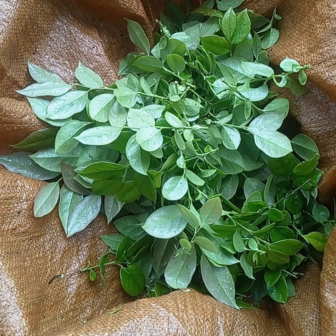 新鲜老枝老叶黑米饭纯野生现摘摆盘南烛叶乌饭草黑新鲜叶树乌米饭