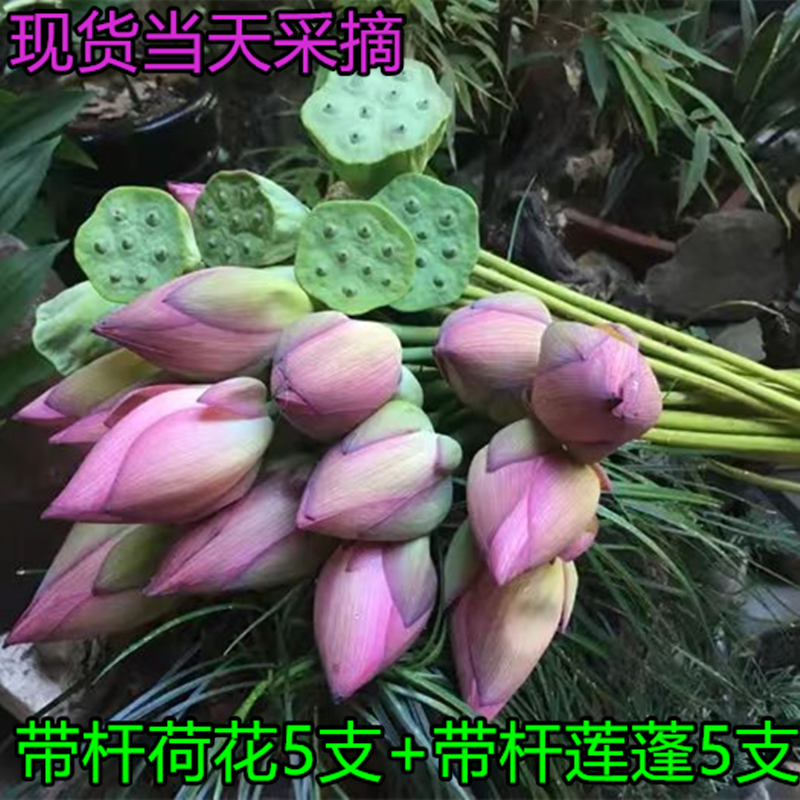 现货采摘天然种植新鲜带杆荷花带杆莲蓬5支荷花加5支莲蓬包邮