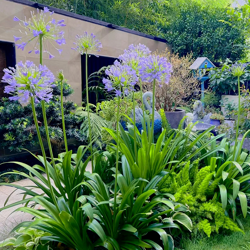 百子莲庭院户外花境植物