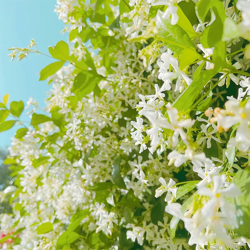 风车茉莉盆栽爬藤植物垂丝络石藤四季开花苗庭院阳台花卉常青绿植