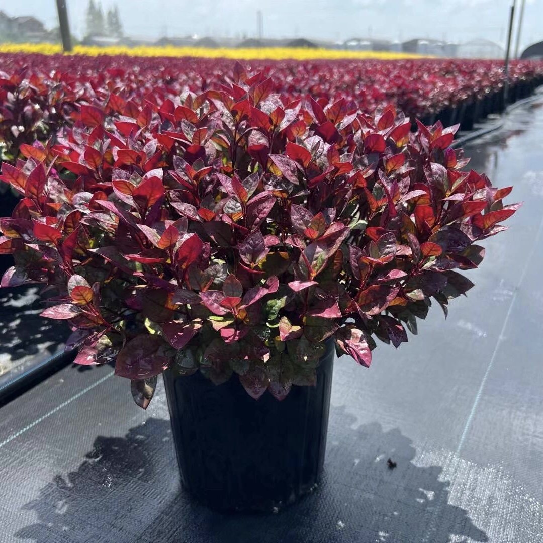 红叶莲子草盆栽耐热耐寒多年生庭院户外阳台植物红色叶子花境植物