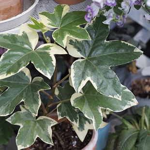 花叶熊掌木盆栽花园庭院户外阳台室内四季常绿耐热耐寒好养活植物