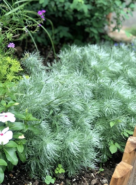 朝雾草盆栽耐热耐寒多年生好养活银灰色庭院花园户外花境观赏植物