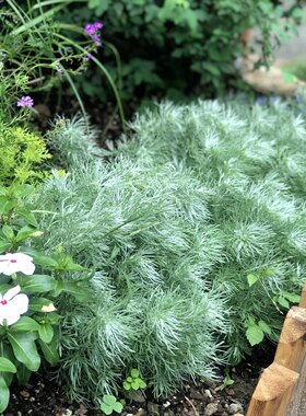朝雾草盆栽耐热耐寒多年生好养活银灰色庭院花园户外花境观赏植物