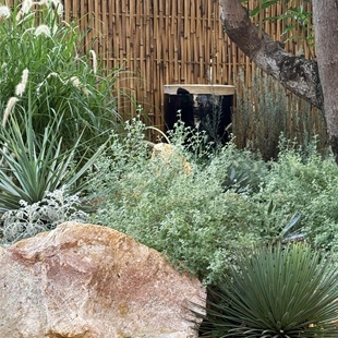 银叶仓鼠盆栽多年生灌木耐寒耐晒银白色系花园庭院户外好养活植物