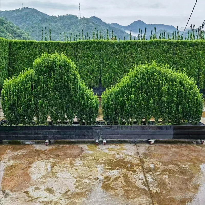 直立冬青球棒棒糖耐寒耐热庭院别墅绿篱四季常绿好养易活花境植物