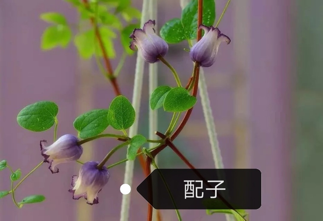 鈴鐺鐵線蓮，配子，德克薩斯，斯嘉麗，桃花水母，女王節(jié)特價