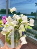 钱潮花语 铃铛铁线莲稀少白色品种 绵雪