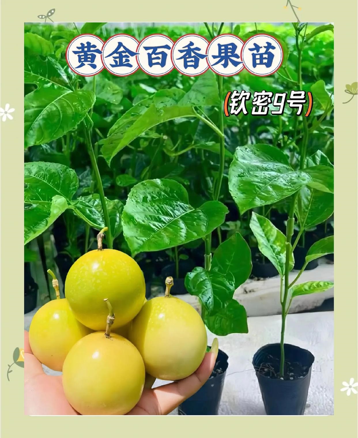 钦密9号黄金百香果纯甜品种苗 适合庭院种植也适合盆栽优质的苗种