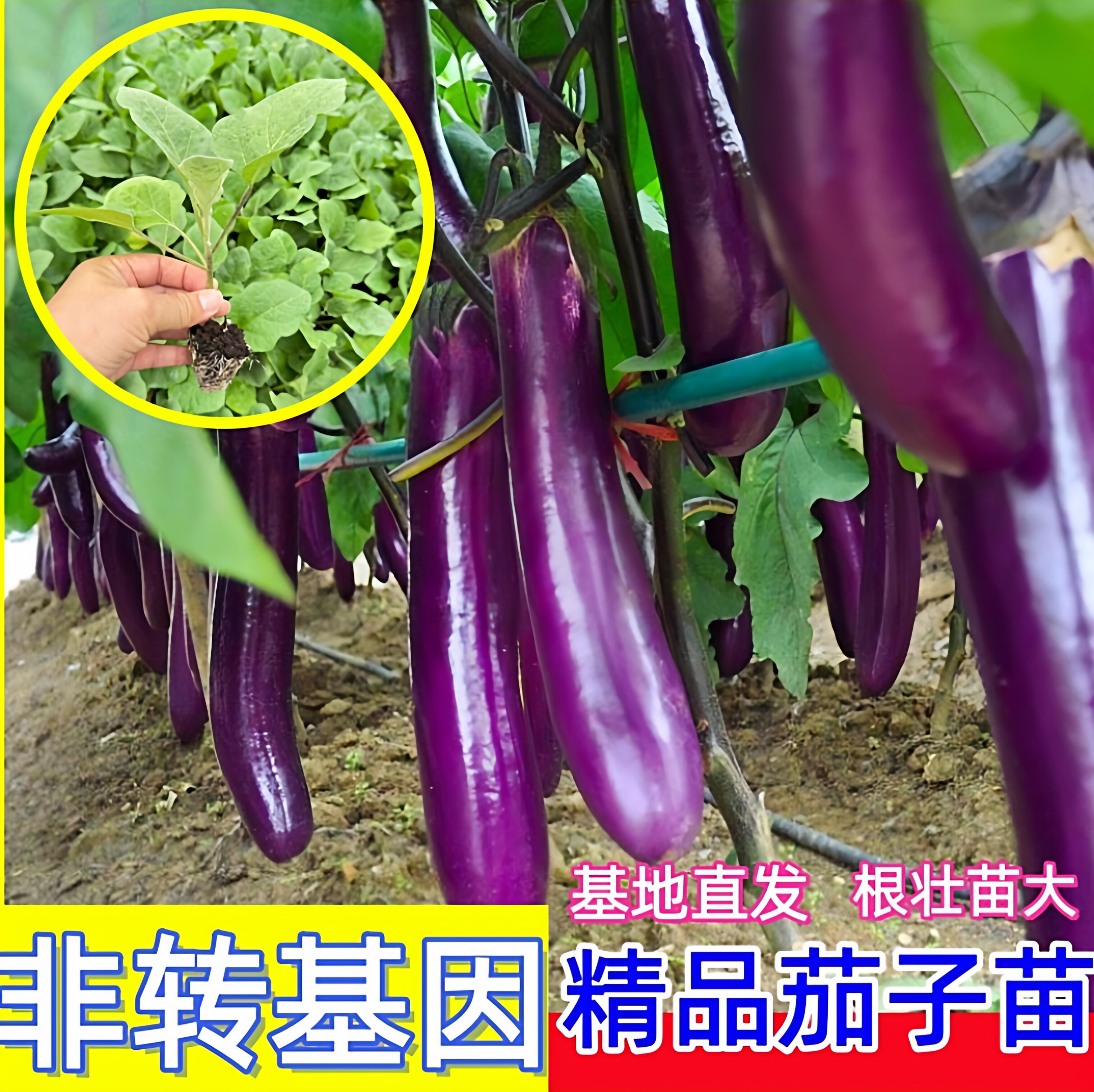 广东茄子秧苗紫长茄子苗青茄子秧苗阳台庭院盆栽四季种植茄子菜苗