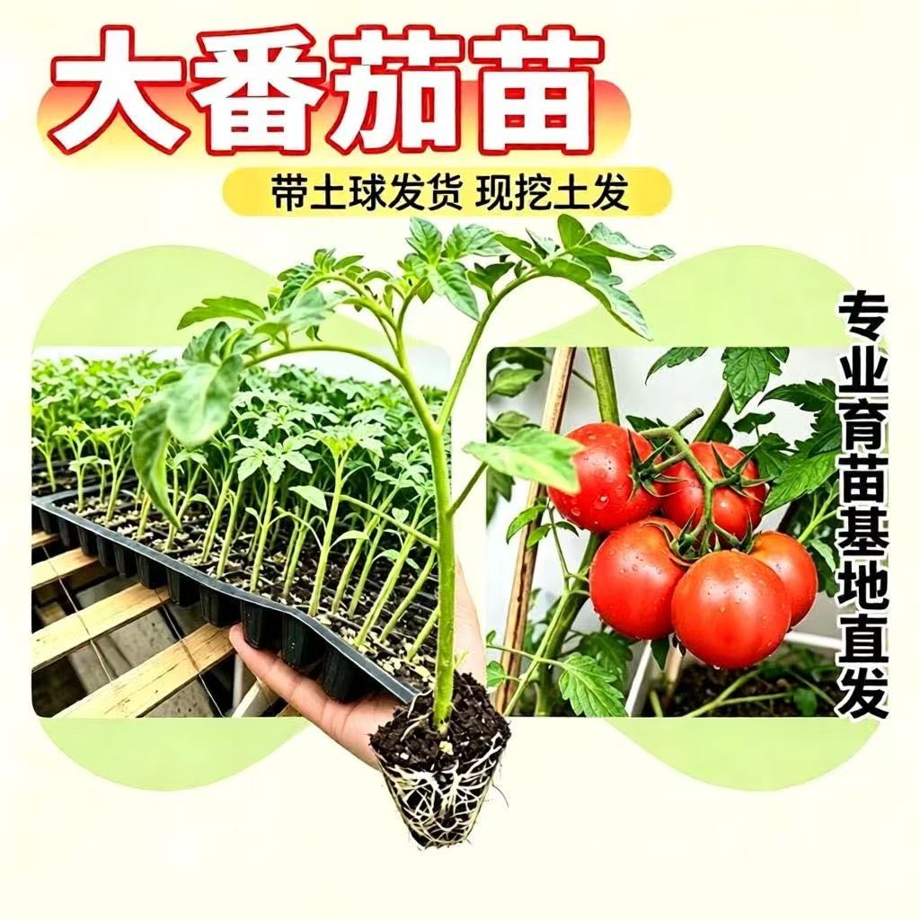 大红番茄苗高产老品种西红柿苗