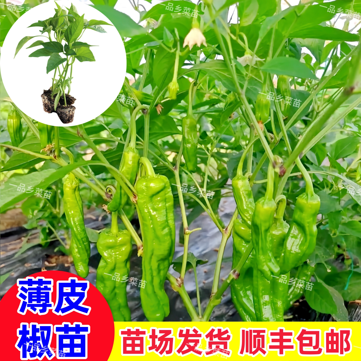 薄皮椒苗泡椒菜椒苗青皮庭院阳台