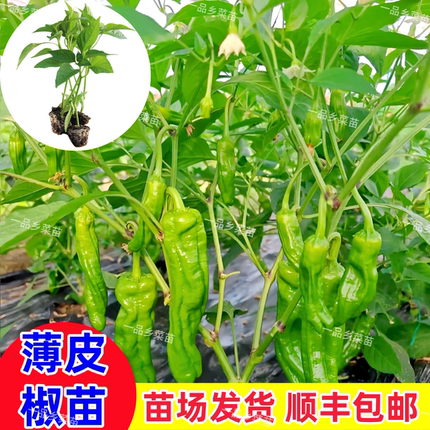 广州本地薄皮椒苗泡椒菜椒苗青皮辣椒苗庭院阳台种植不辣带土球发