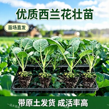 广东西兰花苗炎秀绿花菜秧苗当季种植蔬菜苗高产易种带土现拔现发