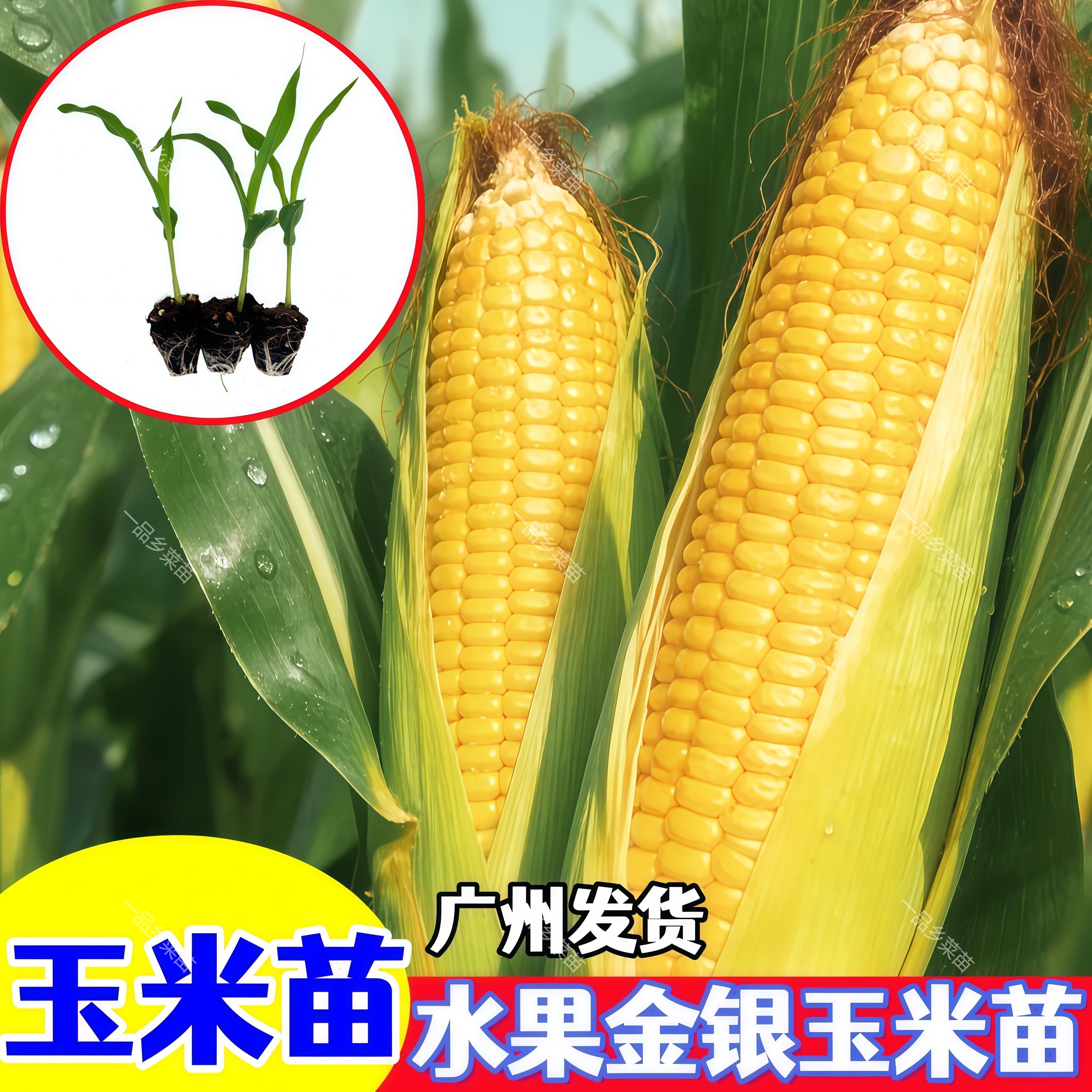 广东金银水果玉米苗包粟穴盘苗