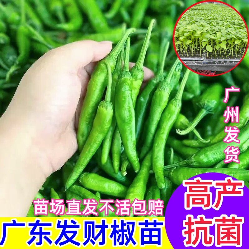 樟树港辣椒苗发财椒苗图片