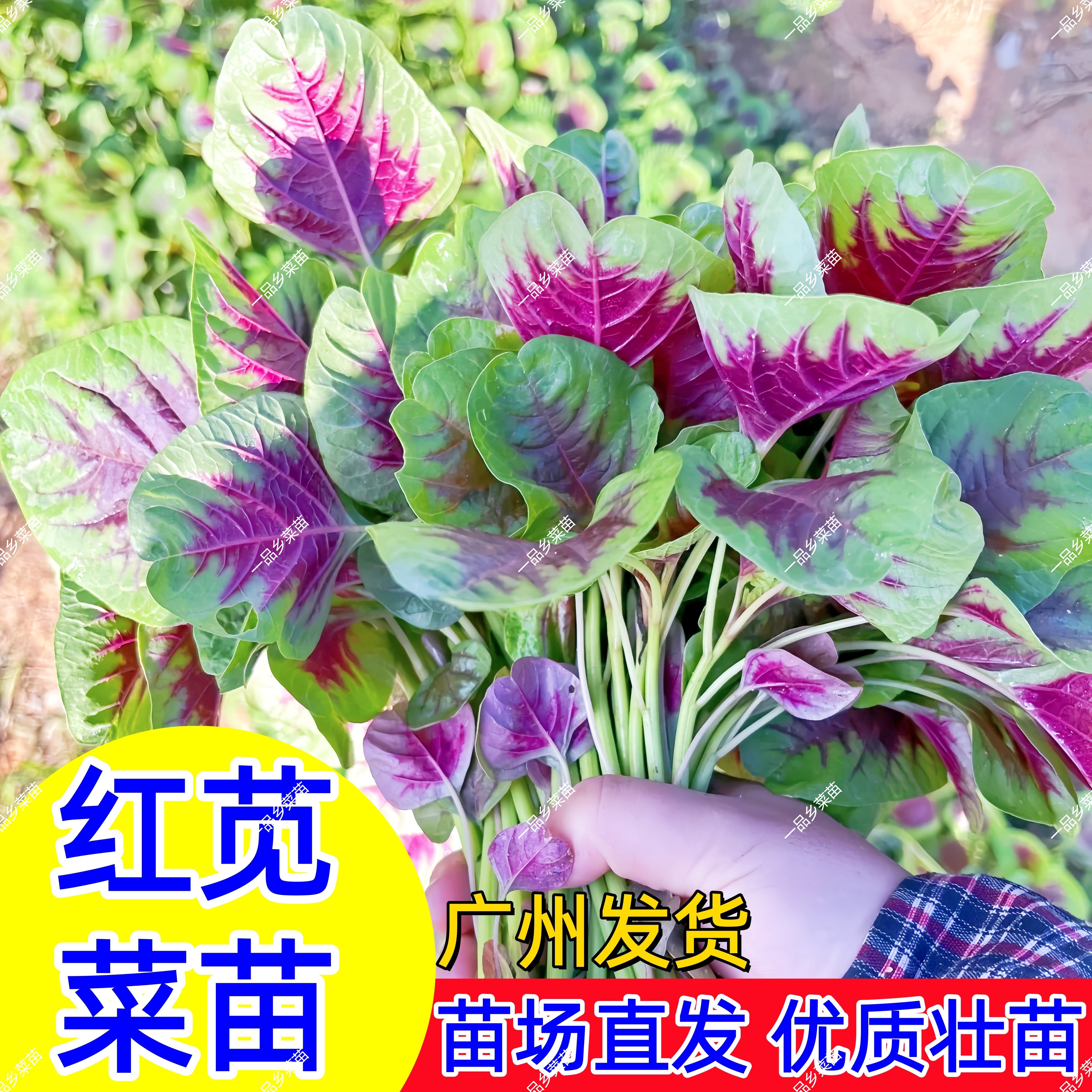 红苋菜苗叶苋菜花红大圆木耳苋苗图片