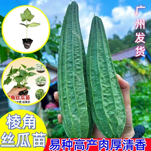 棱角丝瓜苗高产八角棱丝瓜苗长丝