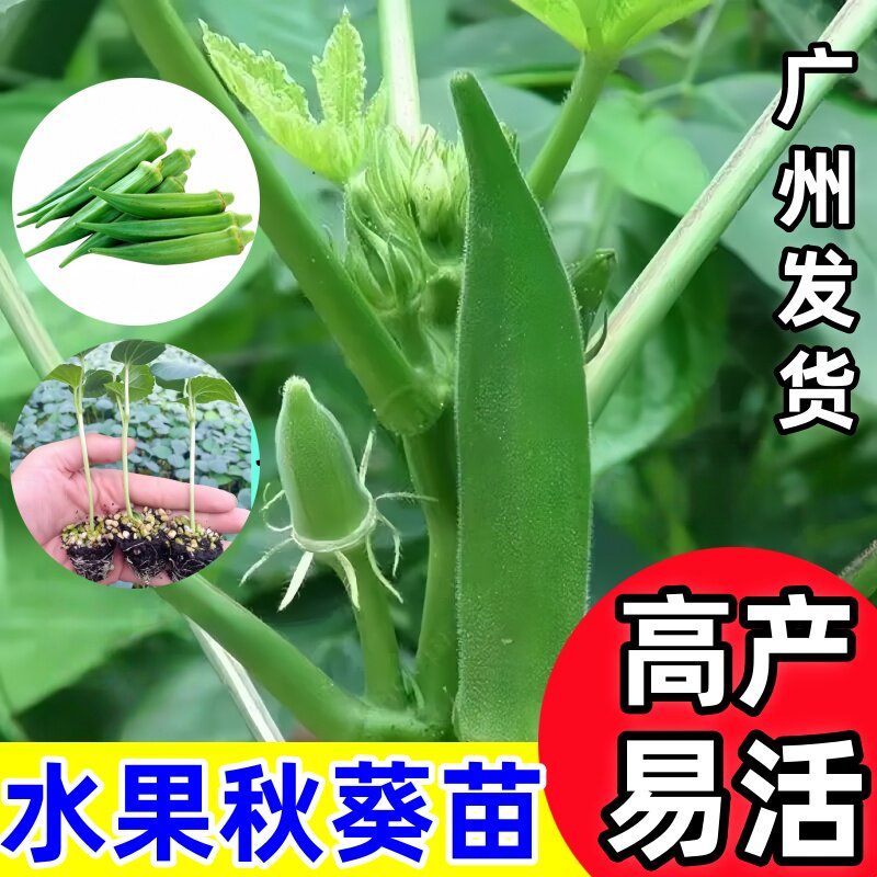 广东秋葵苗绿秋葵秧苗蔬菜苗秧带土发货现拔现发高产易种阳台农田
