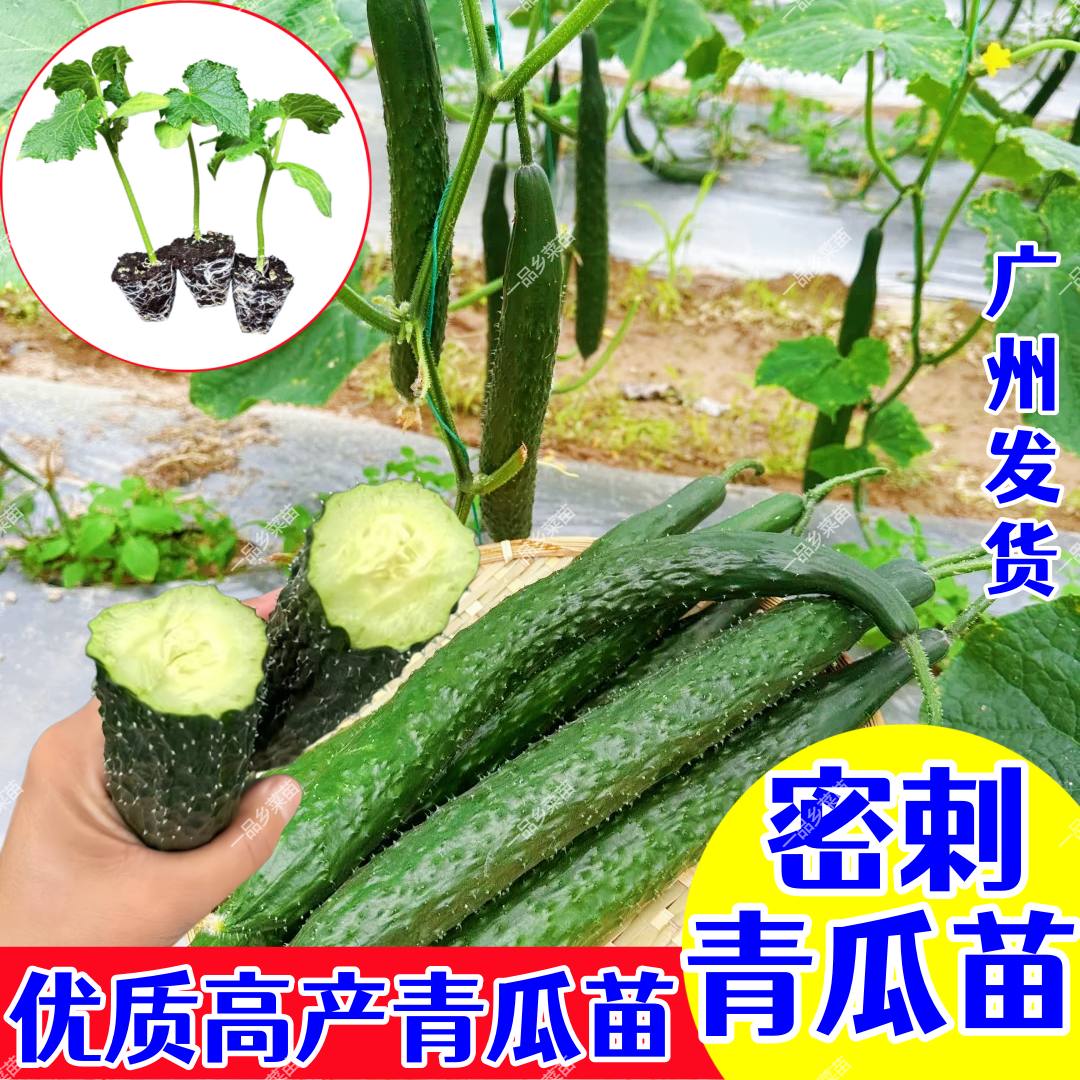 优质刺青瓜苗绿心黄瓜秧苗