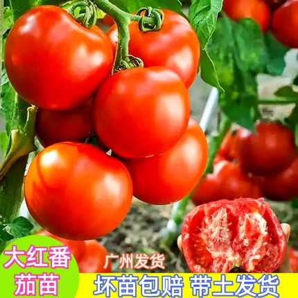 广东大红番茄苗高产老品种西红柿苗红果番茄秧苗阳台庭院带土发货