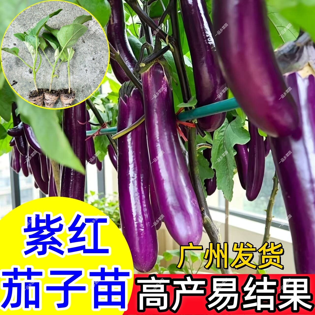 茄子秧苗紫长茄苗黑长茄子苗