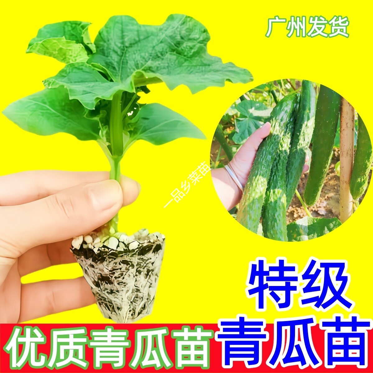 广东青瓜苗绿心青皮黄瓜蔬菜苗秧