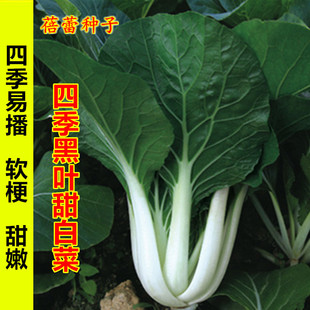 四季黑叶甜白菜种子高产中脚葵扇小白菜青菜籽春秋季盆栽蔬菜种孑