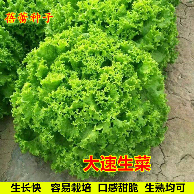 美国大速生菜种子四季青菜籽生吃沙拉耐寒菜园阳台盆栽蔬菜种孑籽,鲜花速递/花卉仿真/绿植园艺,家庭园艺种子,淘宝优惠券,粉丝福利购,淘宝优惠卷