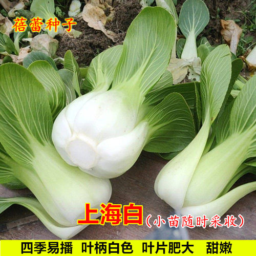 上海白种子籽上海青鸡毛菜小白菜青梗菜油菜籽四季清江白蔬莱种孑