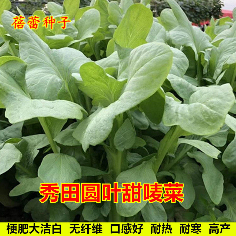 圆叶甜麦菜种子苦麦菜种籽苦麻菜青菜籽种耐热耐寒盆栽蔬菜种孑