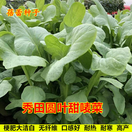 圆叶甜麦菜种子耐热苦麦菜秧苗