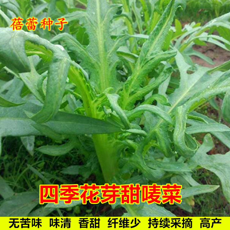 四季花芽甜麦种子苗耐热盆栽麦菜