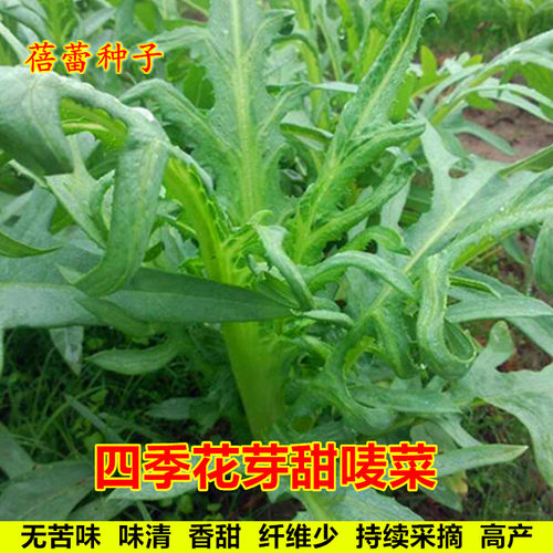 四季花芽甜麦菜种子脆嫩苦麦菜苦麻菜籽耐热耐寒菜园盆栽蔬菜种孑