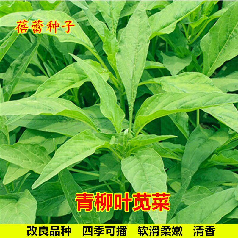 青柳叶苋菜种子四季青汉菜尖叶汗菜耐热青菜籽快大菜园蔬菜种籽孑