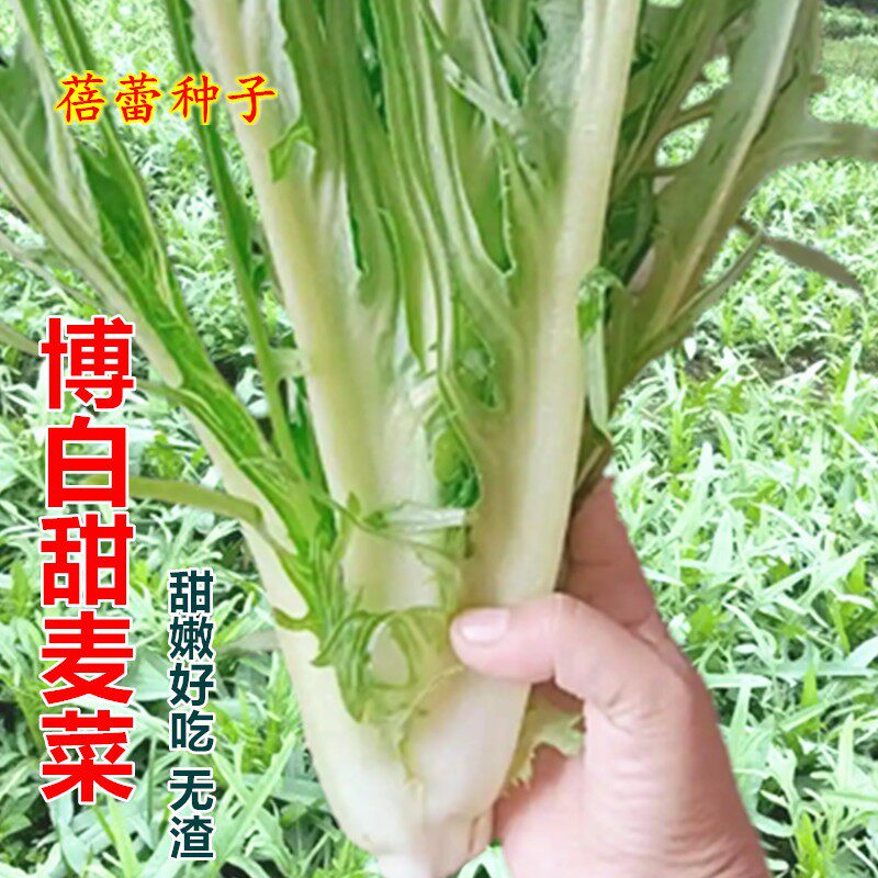 博白花芽甜麦菜种子高产苦麦菜苦麻菜种籽耐热耐寒青菜四季蔬菜孑